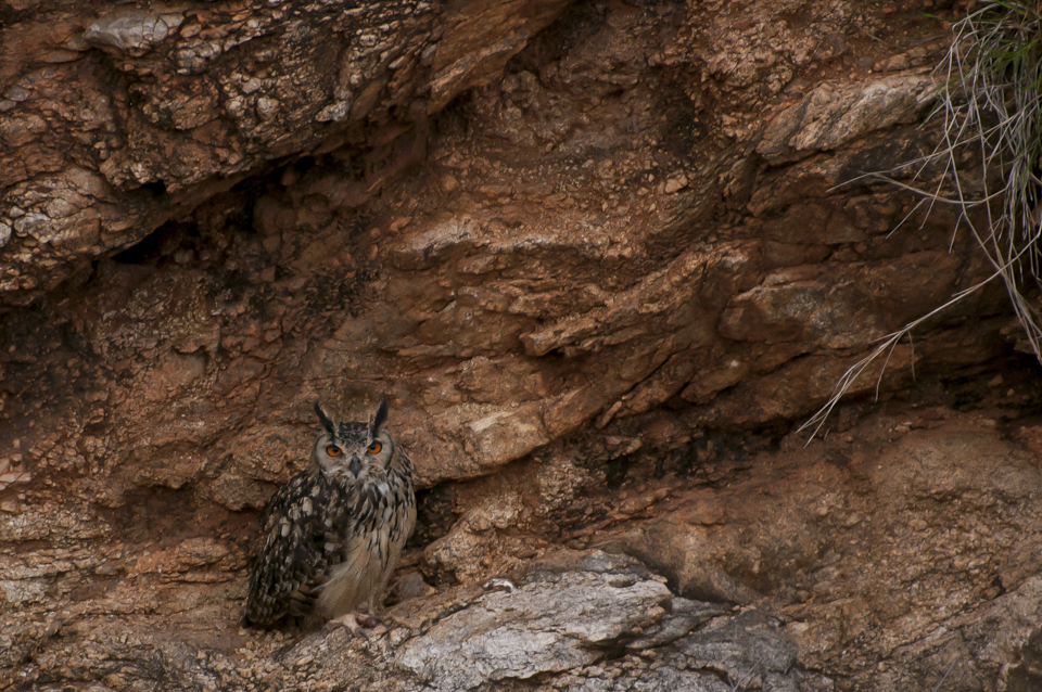 The Indian Eagle Owl stares us down from across the cliffs