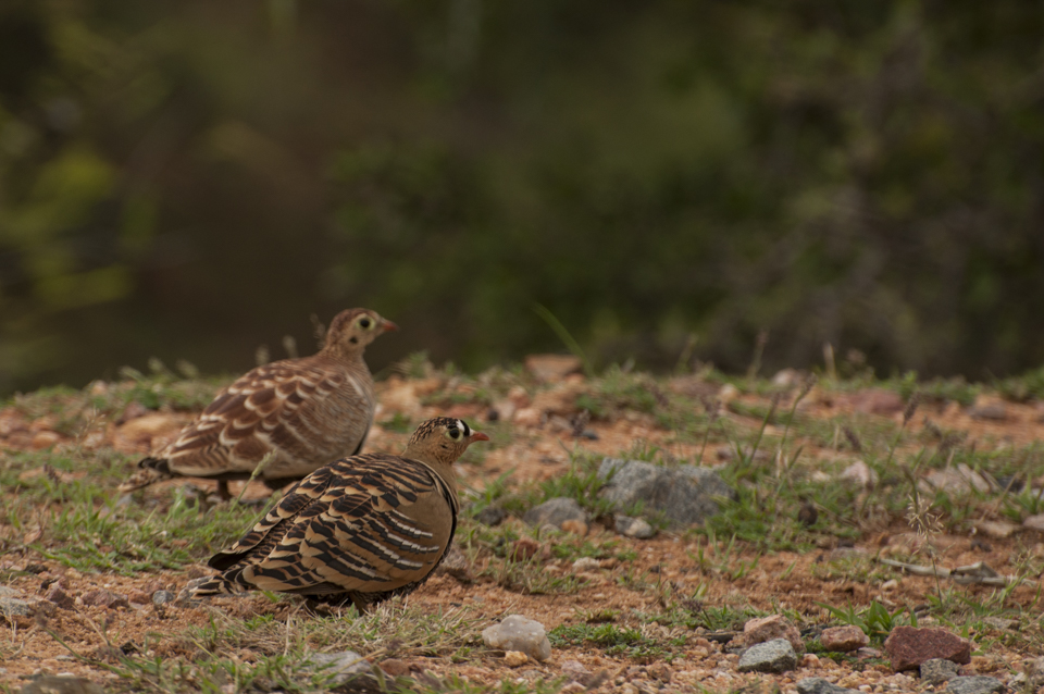 A pair of Painted Sandgrouse